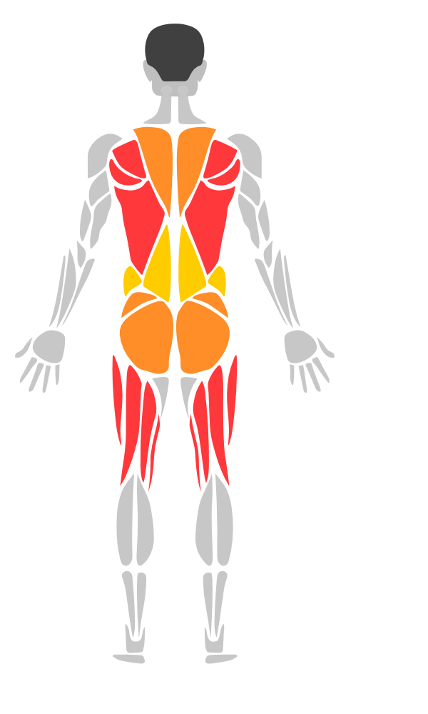 Back anatomical illustration showing highlighted glutes and hamstrings
