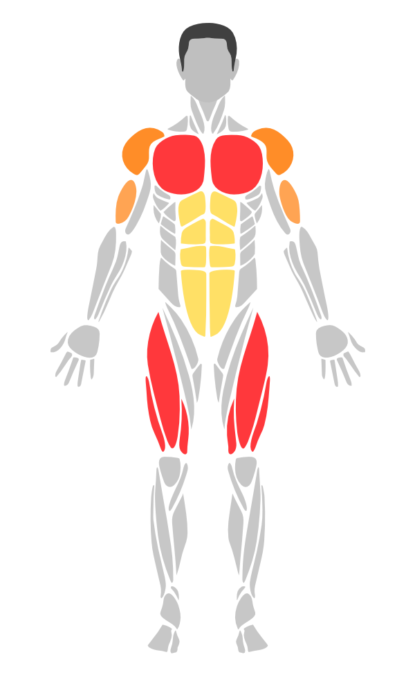 Front anatomical illustration showing highlighted quadriceps